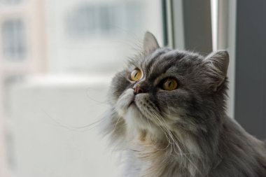 Fluffy Scottish cat sitting on the window