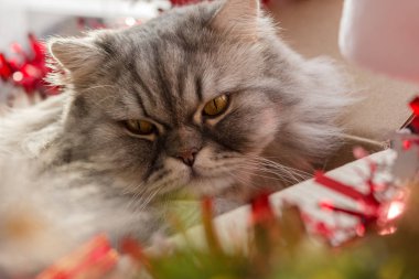 Fluffy cat in a box with decorations for the New year