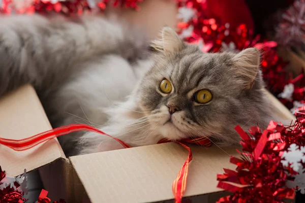 Fluffy cat in a box with decorations for the New year