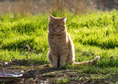 Kırmızı kedi yeşil çimlerin üzerinde