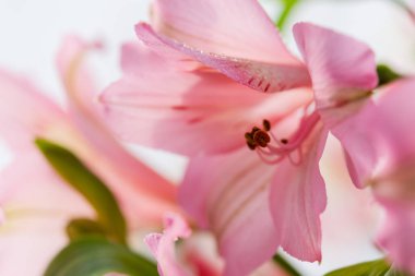 Pembe Alstroemeria yakın plan.