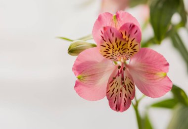 Bulanık bir arkaplanda Küçük Lily ya da Alstroemeria