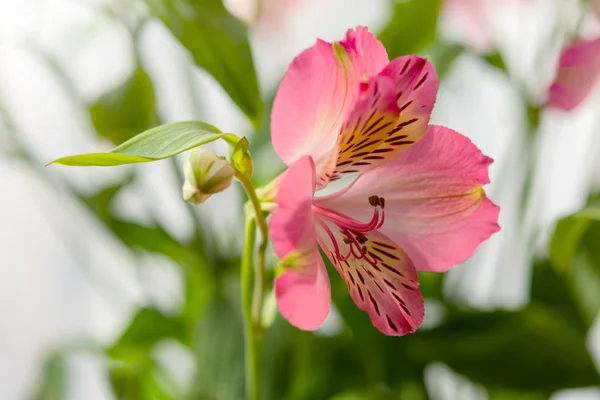 Pink Alstroemeria Närbild — Stockfoto