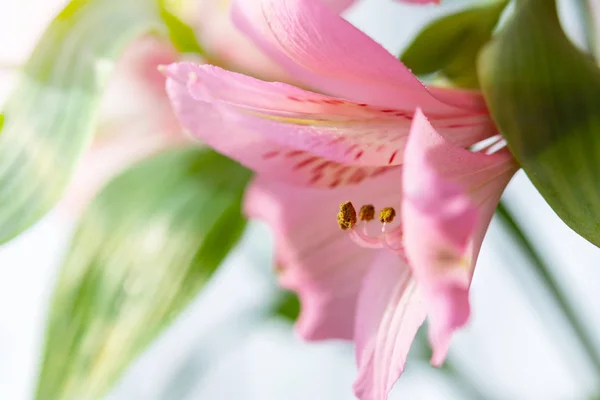 Rosafarbene Alstroemeria Nahaufnahme — Stockfoto