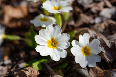 Beyaz çuha çiçeği bahçesi, her zaman yakın plan.