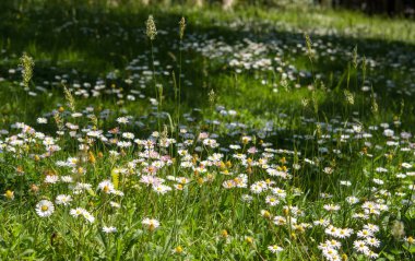 Yeşil çimenlerin arasında papatyalar