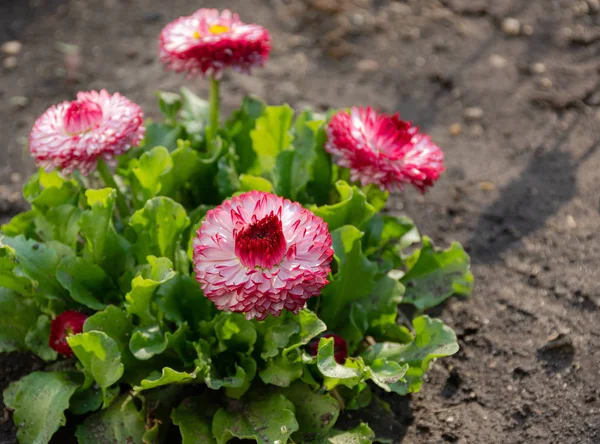 Daisy pink varieties (Bellis) — Stock Image Daisy Pink Varieties Bellis Royalty Free Stock Photos