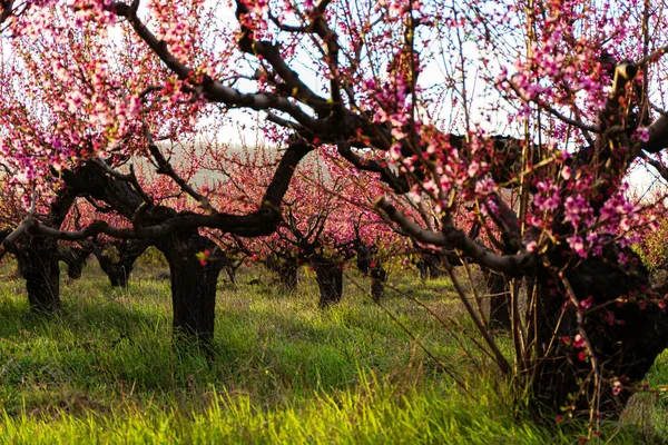 Квітучі Персикові Дерева Саду — стокове фото