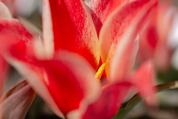 Różowe Kwiaty Tulipan Kwitną Wiosennym Tle Rozmazanych Różowych Tulipanów Ogrodzie — Zdjęcie stockowe