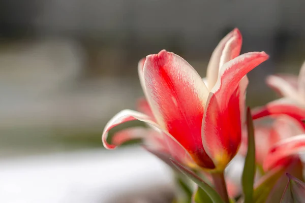 Rosa Tulpenblumen Blühen Frühling Hintergrund Von Verschwommenen Rosa Tulpen Einem — Stockfoto