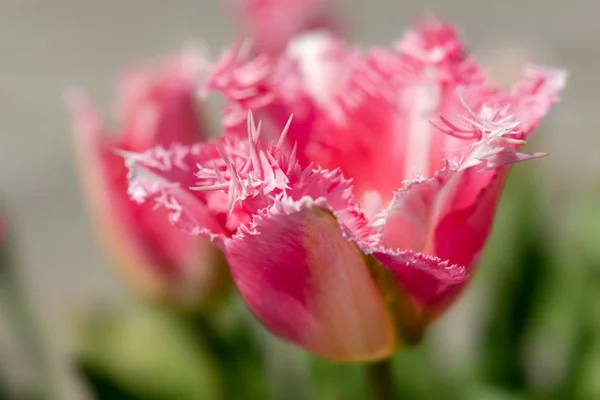Pink Tulip flowers bloom in spring background of blurry pink tulips in a tulip flowers garden. Nature