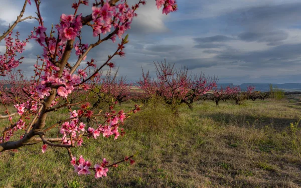 花园里盛开的桃树 — 图库照片