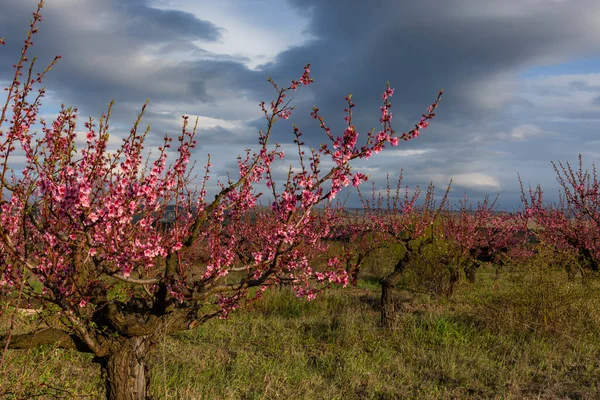 Blommande Persikoträd Trädgården — Gratis stockfoto