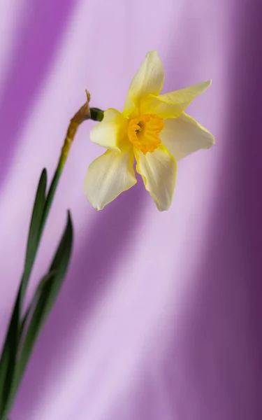 Фон Цветками Желтого Нарцисса Лилаковой Текстуре Красочная Поздравительная Открытка День — стоковое фото