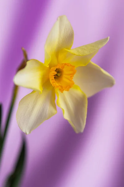 Schöner Grunge Hintergrund Mit Gelben Narzissenblüten Auf Lila Textur Bunte — Stockfoto