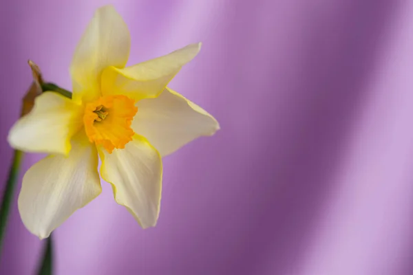 Schöner Grunge Hintergrund Mit Gelben Narzissenblüten Auf Lila Textur Bunte — Stockfoto