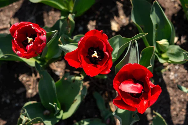 Sfondo Tulipani Rossi Sfondo Luminoso — Foto Stock