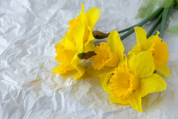 Žluté Narcisy Šedém Pozadí Květiny Šedém Pozadí Jarní Bílé Narcisy — Stock fotografie