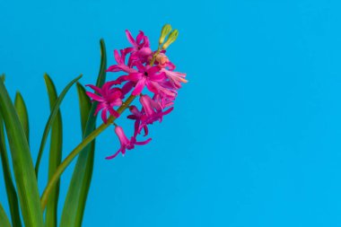 Yaratıcı. Sümbül çiçeği, klasik mavi arka planda kalbi olan bir kupada yetişir. - Eve. 2020 yılının modaya uygun klasik mavi rengi.