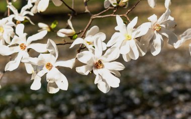 güzel beyaz Manolya çiçeği taze koku ile
