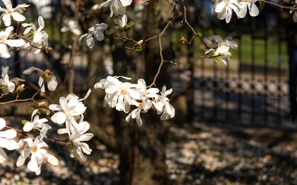 Uma Bela Flor Magnólia Branca Com Odor Fresco — Fotografia de Stock