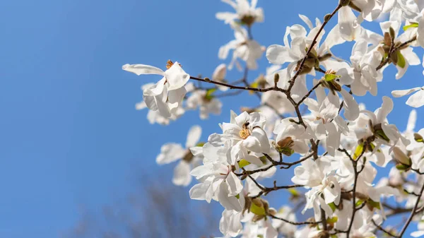 Uma Bela Flor Magnólia Branca Com Odor Fresco — Fotografia de Stock