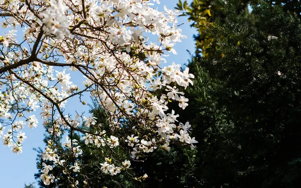 Uma Bela Flor Magnólia Branca Com Odor Fresco — Fotografia de Stock