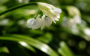 Beyaz bahar çiçekleri. Yeşil arka planda taze kar damlası. Doğal bileşim
