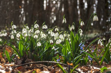 Ormanda beyaz kar damlaları. Çiçekli kardelenlerle kaplı bir orman. Welford Park, Newbury, Berkshire yakınlarında..