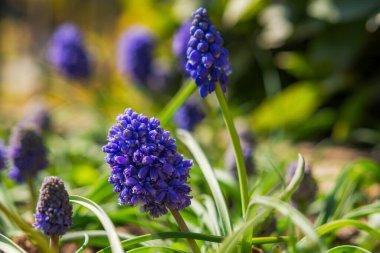 Mavi sümbül çiçekleri yoğun yeşil sulu çimlerde. Muscari veya fare sümbülü yakın çekim. Bahar çiçekleri
