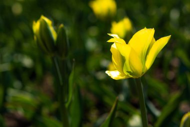 Sarı laleler kapanıyor. Yeşil zemin üzerinde tek bir sarı lalenin yakın görüntüsü