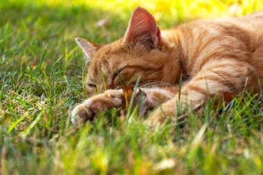 Parkta uyuyan küçük sevimli kedi yavrusu. Arka planda çiçek var.