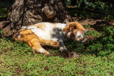 Parkta uyuyan küçük sevimli kedi yavrusu. Arka planda çiçek var.