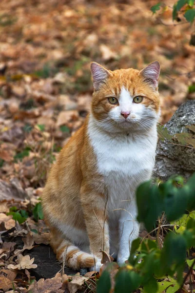 Gato Vermelho Selvagem Entre Folhas Caídas Uma Paisagem Outono — Fotografia de Stock