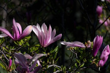 Magnolia soulangeana ayrıca çay tabağı manolyası olarak da bilinir. Çiçek açan güzel pembe beyaz çiçekli bahar ağacı. Magnolia soulangeana yakın plan, yumuşak odaklı..