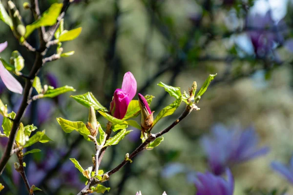 Magnolia Soulangeana Ayrıca Çay Tabağı Manolyası Olarak Bilinir Çiçek Açan — Stok fotoğraf