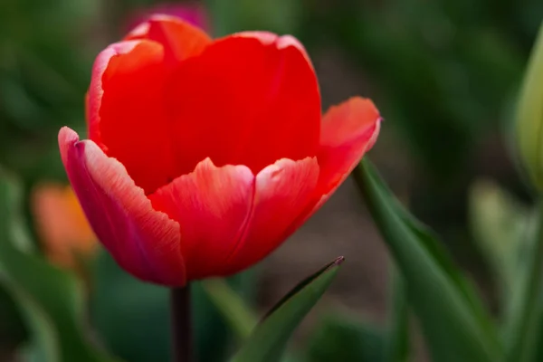 Tulipani Rossi Primo Piano Tulipano Rosso Sfondo Sfocato Primavera Fiore — Foto Stock