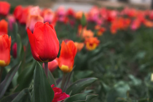 Red tulips. Red Tulip close-up on a blurry background. Spring flower background with space for text