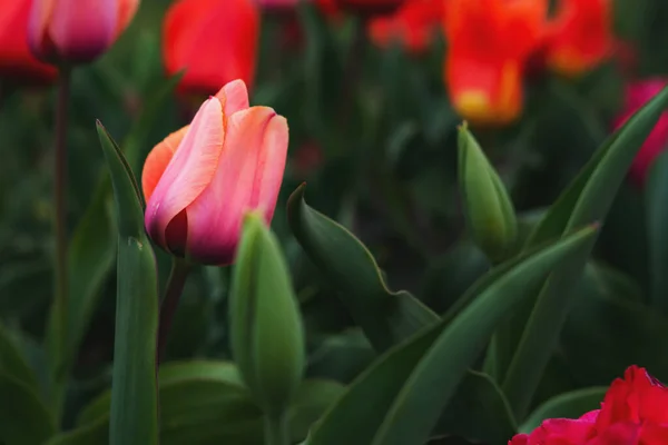 Różowy Tulipan Zbliżenie Rozmytym Tle Wiosenne Tło Kwiat Miejscem Tekst — Zdjęcie stockowe