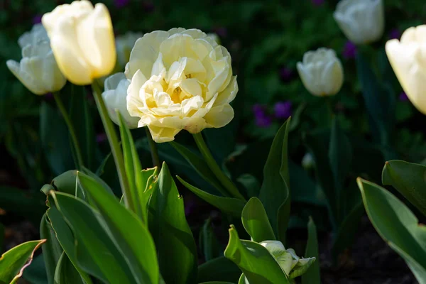 Piękne Białe Tulipany Kwiatowym Łóżku Wiosenne Tło Kwiatu Kwietniowe Kwiaty — Zdjęcie stockowe