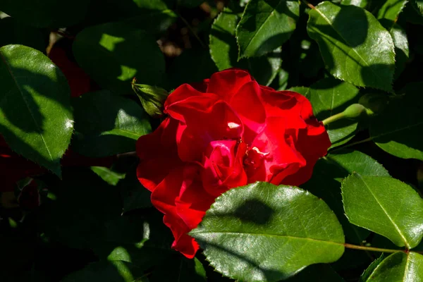 Yeşil Yaz Bitkilerine Karşı Parlak Kırmızı Bir Gülün Sabıka Fotoğrafı — Stok fotoğraf