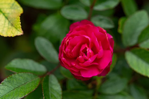 Zdjęcie Kubka Jasnoczerwonej Róży Przeciw Letnim Zielonym Roślinom Czerwona Róża — Zdjęcie stockowe