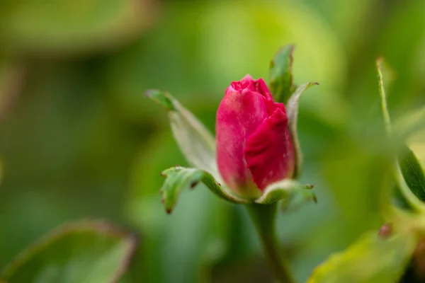 Снимок Розовой Ветки Розы Зеленой Траве Бутон Розовой Розы Цветнике — стоковое фото