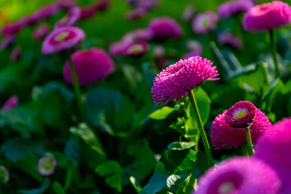 Pink daisies on a flower bed in the garden. Daisy flower bed flowers, selective focus