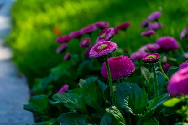 Pink daisies on a flower bed in the garden. Daisy flower bed flowers, selective focus