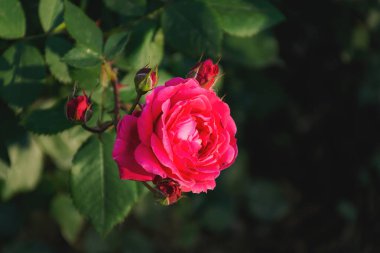 Kırmızı gül çalısı seçici odak noktasında, çiçek tarhında yükseldi, bahçe yakın planda yükseldi