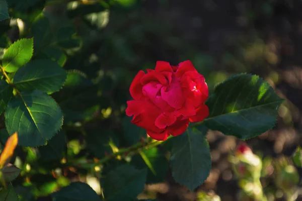 Kırmızı Gül Çalısı Seçici Odak Noktasında Çiçek Tarhında Yükseldi Bahçe — Stok fotoğraf