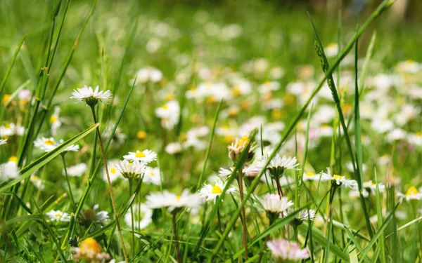 Field with daisies and daisies close-up, bright spring background, soft focus with a view from below