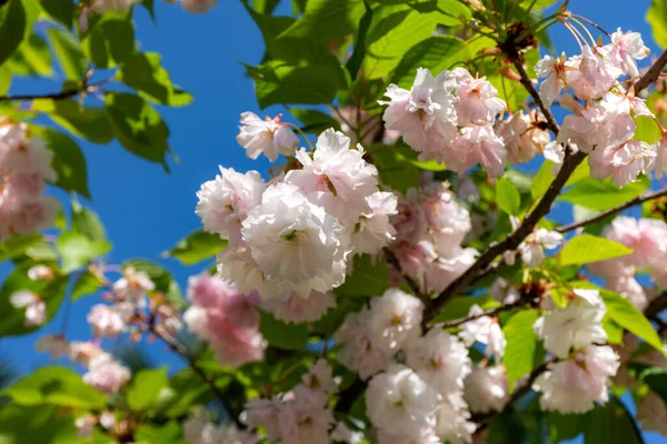 樱花在蓝天上绽放 小叶子的樱花绽放 柔和粉色的美丽花朵紧密相随 春天的日本樱花 — 图库照片