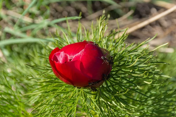 Wąskolistny Piwonia Czy Piwonia Woronet Przy Późny Paeonia Tenuifolia Rzadka — Zdjęcie stockowe